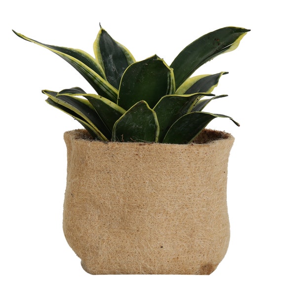 5 Gallon Biodegradable Grow Pot - Growing Plants - Indoor Outdoor - Plastic-Free – Eco-Friendly - Flowers Vegetable Planter