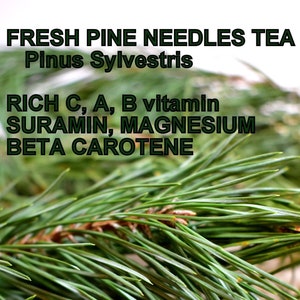 Pine needles for tea, antioxidant, pinus mugo, suramine, kiefernadel tee, smothie, kiefernnadeln, health green tea, kiefernharz, di pino image 2