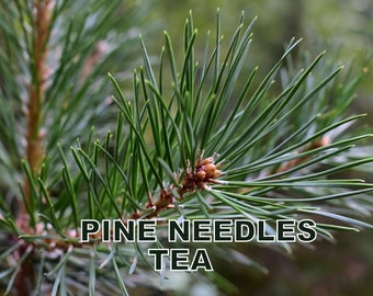Pine needle tea, suramine,  health green tea, kiefernadel tee