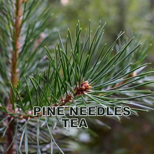 Pine needle tea, suramine,  health green tea, kiefernadel tee
