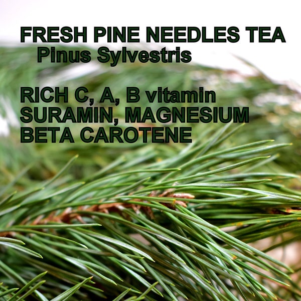 Pine needles tea, suramine, pine buds, health green tea, kiefernnadeln, aghi di pino per tisana