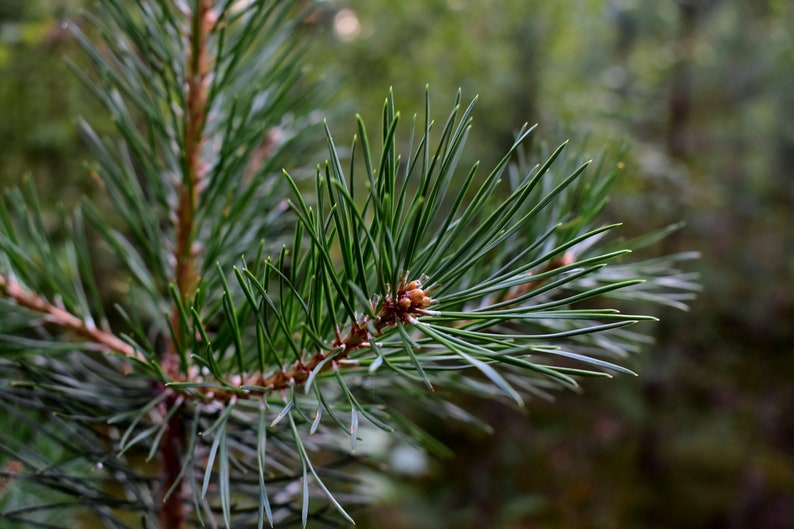 Pine needles for tea, antioxidant, pinus mugo, suramine, kiefernadel tee, smothie, kiefernnadeln, health green tea, kiefernharz, di pino image 9