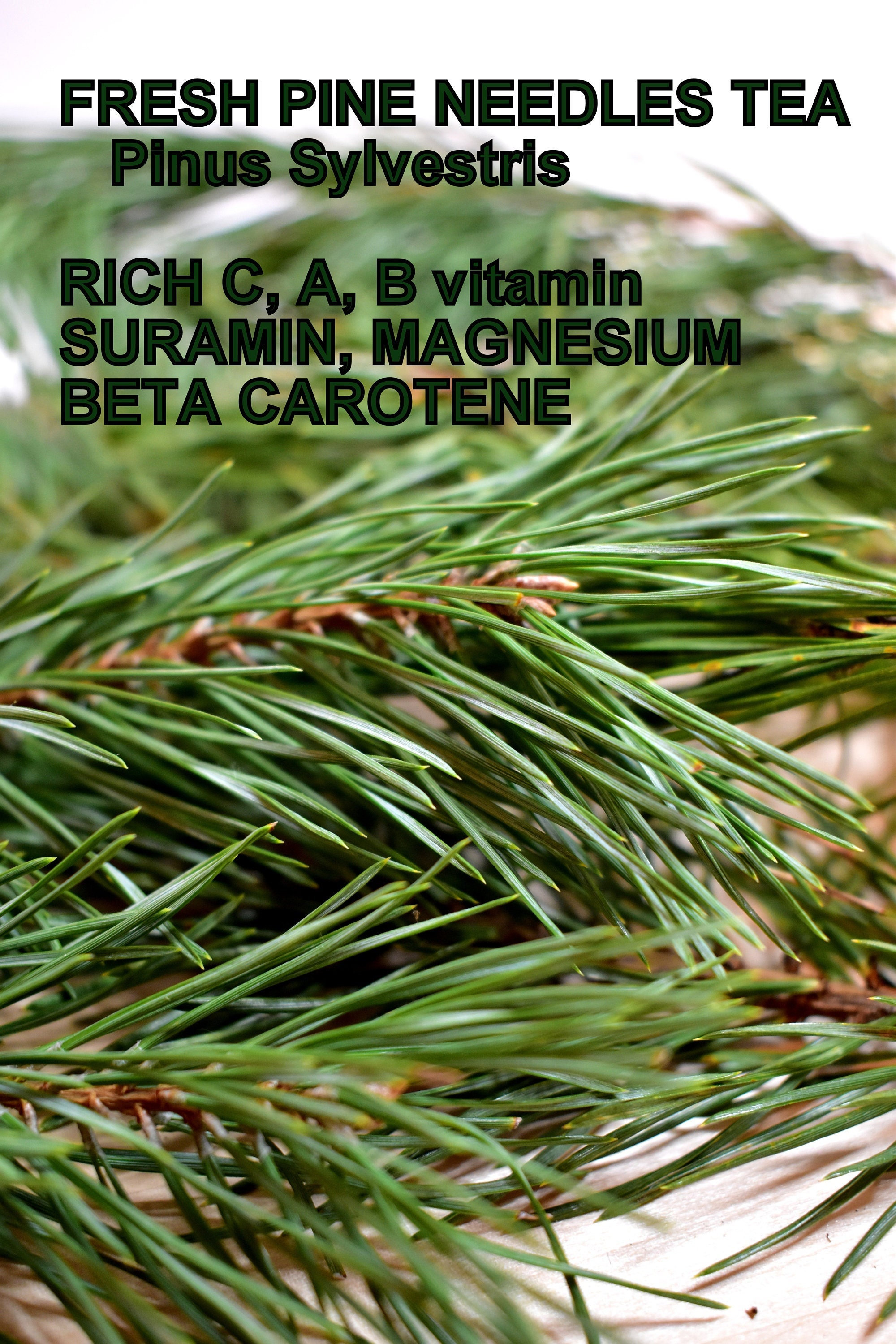 Pine needles tea, suramine, pine buds, health green tea, kiefernnadeln, aghi di pino per tisana