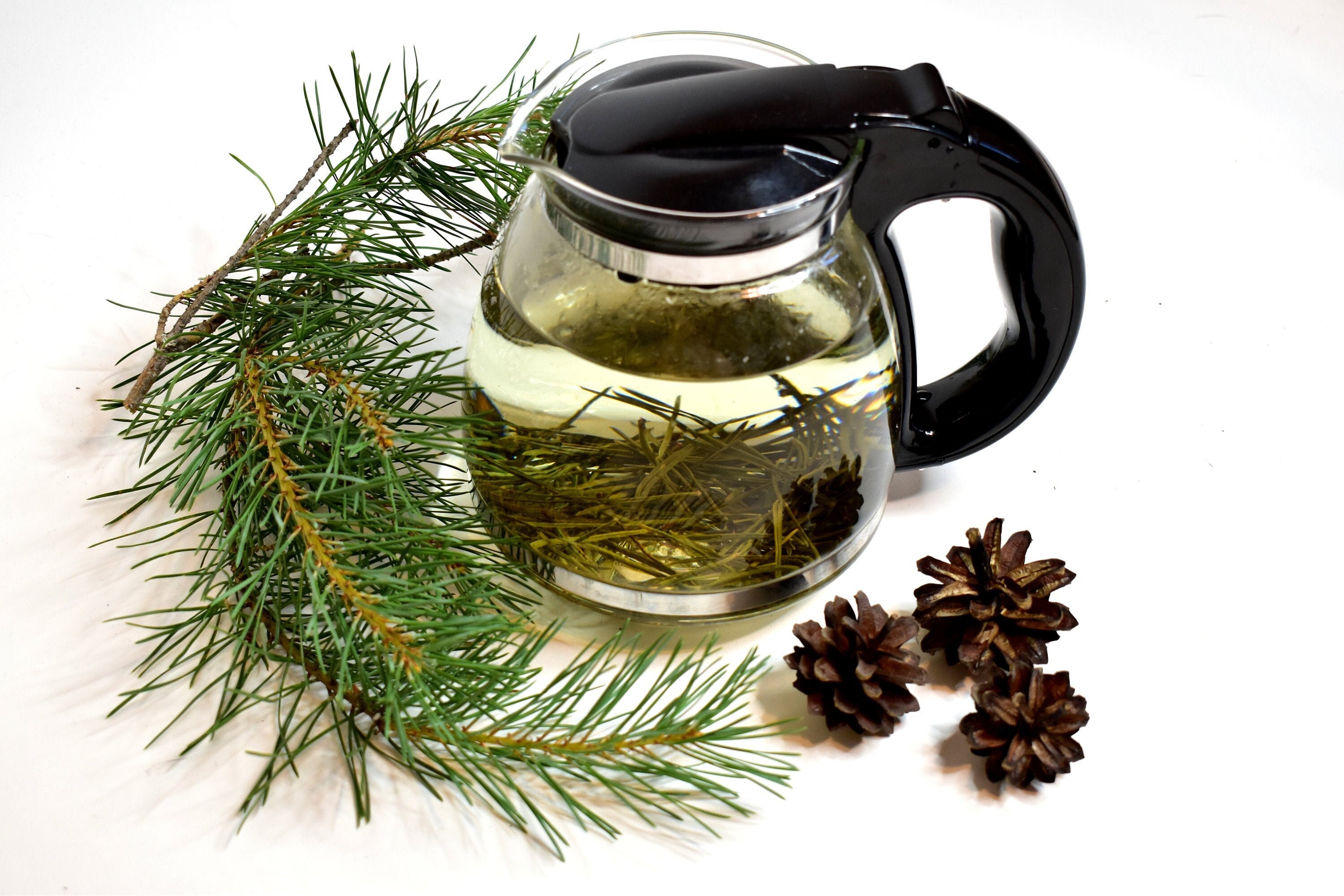 Pine needles, pinus strobus, suramine,  herbal tea, kiefernnadeln, di pino