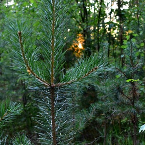 Pine needles for tea, antioxidant, pinus mugo, suramine, kiefernadel tee, smothie, kiefernnadeln, health green tea, kiefernharz, di pino image 10