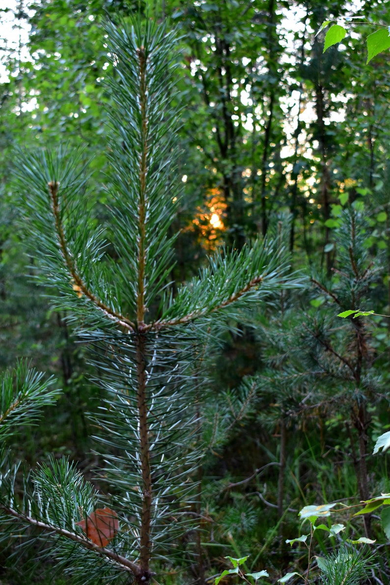 Pine needles for tea, antioxidant, pinus mugo, suramine, kiefernadel tee, smothie, kiefernnadeln, health green tea, kiefernharz, di pino image 10