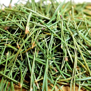 Pine needles for tea, antioxidant, pinus mugo, suramine, kiefernadel tee, smothie, kiefernnadeln, health green tea, kiefernharz, di pino image 8