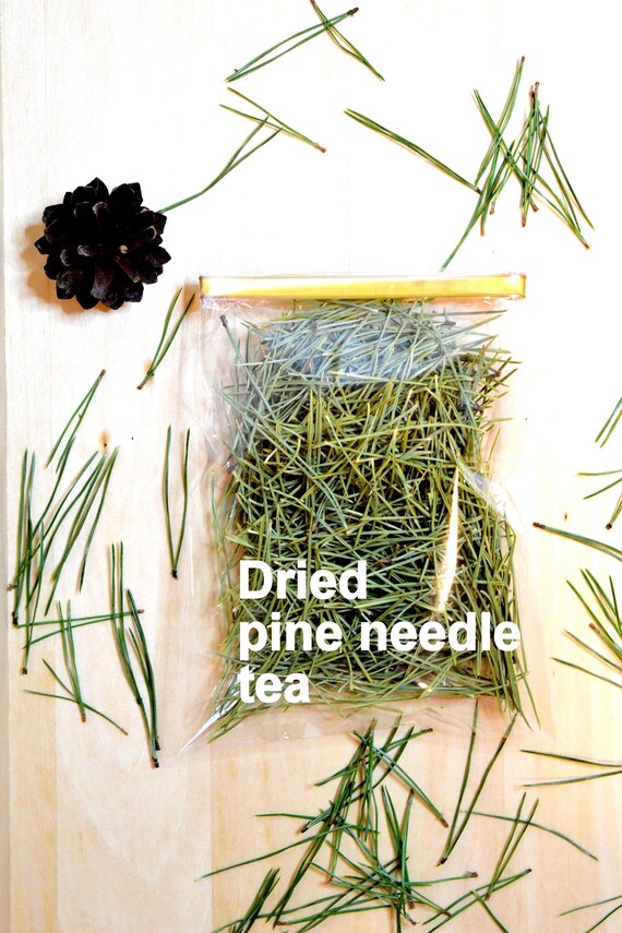 Dry Pine Needles 2 OZ Bag Pinus Strobus Suramin Dried Pine Etsy