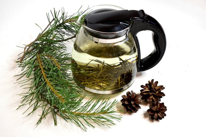 Pine needles for tea, antioxidant, pinus mugo, suramine, kiefernadel tee, smothie, kiefernnadeln, health green tea, kiefernharz, di pino image 5