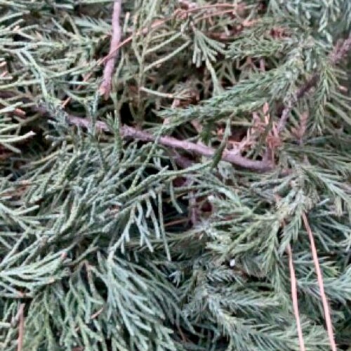 Dried Juniper, Loose, Fragrant