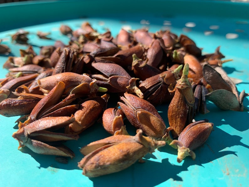 Incense Cedar Seed Pods Calocedrus Decurrens Fragrant Etsy