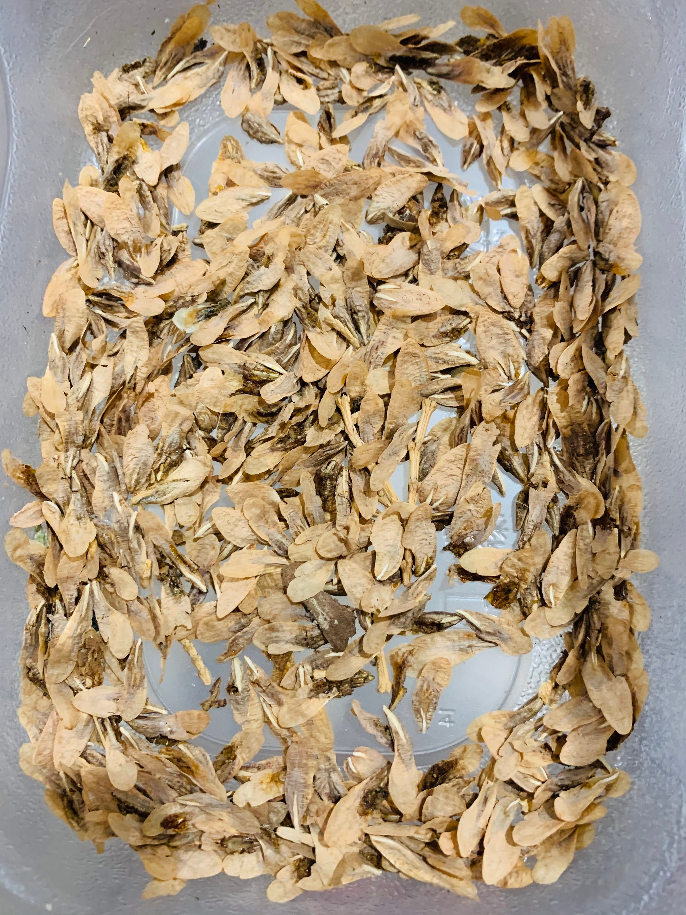 Bulk Incense Cedar Seeds No Pods Calocedrus Decurrens Etsy