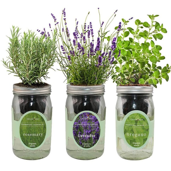 Herb Garden Trio - Mason Jar Hydroponic Kit Set (Rosemary, Lavender, Oregano), Gardening Gift