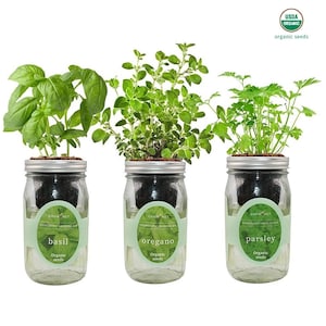 Herb Garden Trio - Mason Jar Hydroponic Kit Set with Organic Seeds (Basil, Oregano and Parsley), Gardening Gift