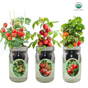 Mason Jar Hydroponic Kit Set with Organic Seeds (Cherry Tomato - Tiny Tim, Red Robin Tomato, Sweetie Cherry Tomato), Gardening Gift