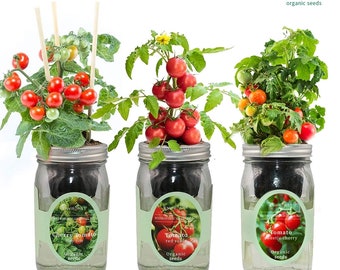 Mason Jar Hydroponic Kit Set with Organic Seeds (Cherry Tomato - Tiny Tim, Red Robin Tomato, Sweetie Cherry Tomato), Gardening Gift