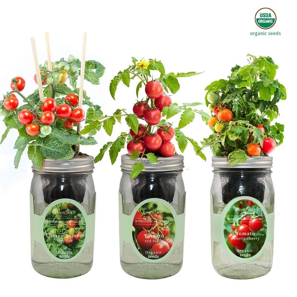 Set di kit idroponico Mason Jar con semi biologici (pomodoro ciliegino - Tiny Tim, pomodoro pettirosso rosso, pomodoro ciliegino dolce), regalo per il giardinaggio