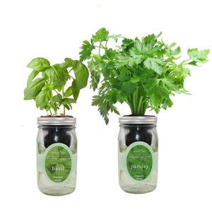 Organic Mason Jar Hydroponic Herb Kit (Basil, Parsley), Gardening Gift