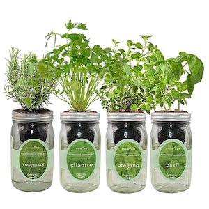 Pacchetto da giardino con mix di erbe mediterranee - Kit idroponico in barattolo di vetro con semi biologici (rosmarino, coriandolo, origano, basilico)