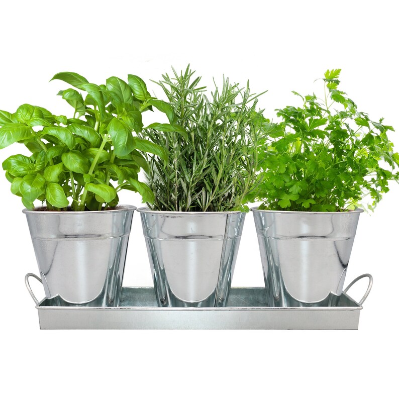 Herb Garden Kit Complete Herb Growing Kit Set With Planters Etsy