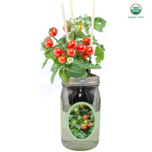 Sweetie Cherry Tomato Mason Jar Hydroponic Herb Kit with Organic Seeds, Gardening Gift