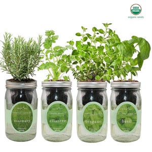 Mediterranean Herb Mix Garden Bundle Mason Jar Hydroponic Kit Set with Organic Seeds Rosemary, Cilantro, Oregano, Basil image 1