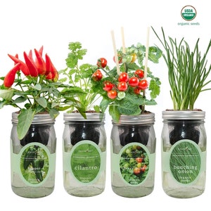 Zesty Salsa Garden Bundle- Mason Jar Hydroponic Kit Set with Organic Seeds(Jalapeno Pepper, Cilantro, Cherry Tomato-Tiny Tim,Bunching Onion)