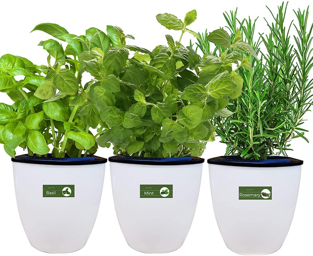 Indoor Herb Garden Growing Kit, Self Watering Planter With Heirloom