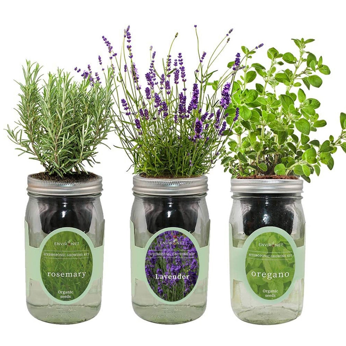 Herb Garden Trio Mason Jar Hydroponic Kit Set rosemary Etsy