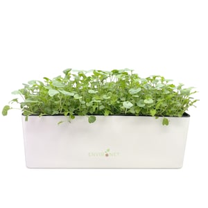 Self-Watering Microgreens Growing Kit