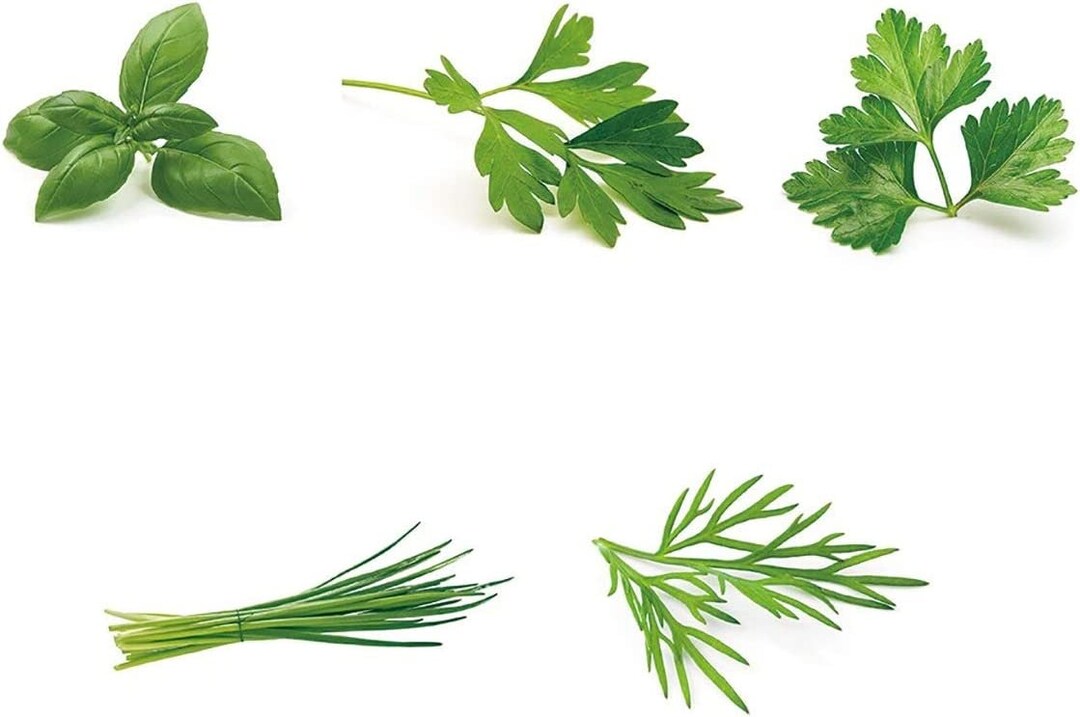 Herb Garden Seeds Collection 5 Culinary Herb Seeds Pack Etsy