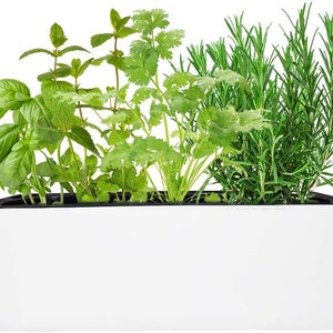 Rectangle Self Watering Planter with Water Level Indicator，Herb Seeds and Potting Soil, Herb Garden Growing Kit Indoor