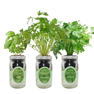 Herb Garden Trio - Mason Jar Hydroponic Kit Set with Organic Seeds (Basil, Cilantro and Parsley), Gardening Gift