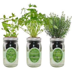 Herb Garden Trio - Mason Jar Hydroponic Kit Set with Organic Seeds, Gardening Gift
