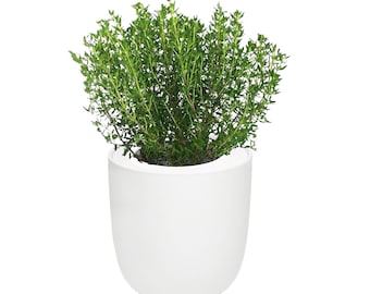 Ceramic Hydroponic Herb Kit with Organic Seeds, Gardening Gift