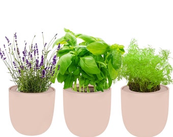 Hydroponic Herb Growing Trio Sets with Pink Ceramic Pot and Seeds (Basil, Dill, Lavender)