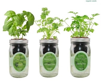 Herb Garden Trio - Kit hydroponique Mason Jar avec graines biologiques (basilic, coriandre et persil), cadeau de jardinage