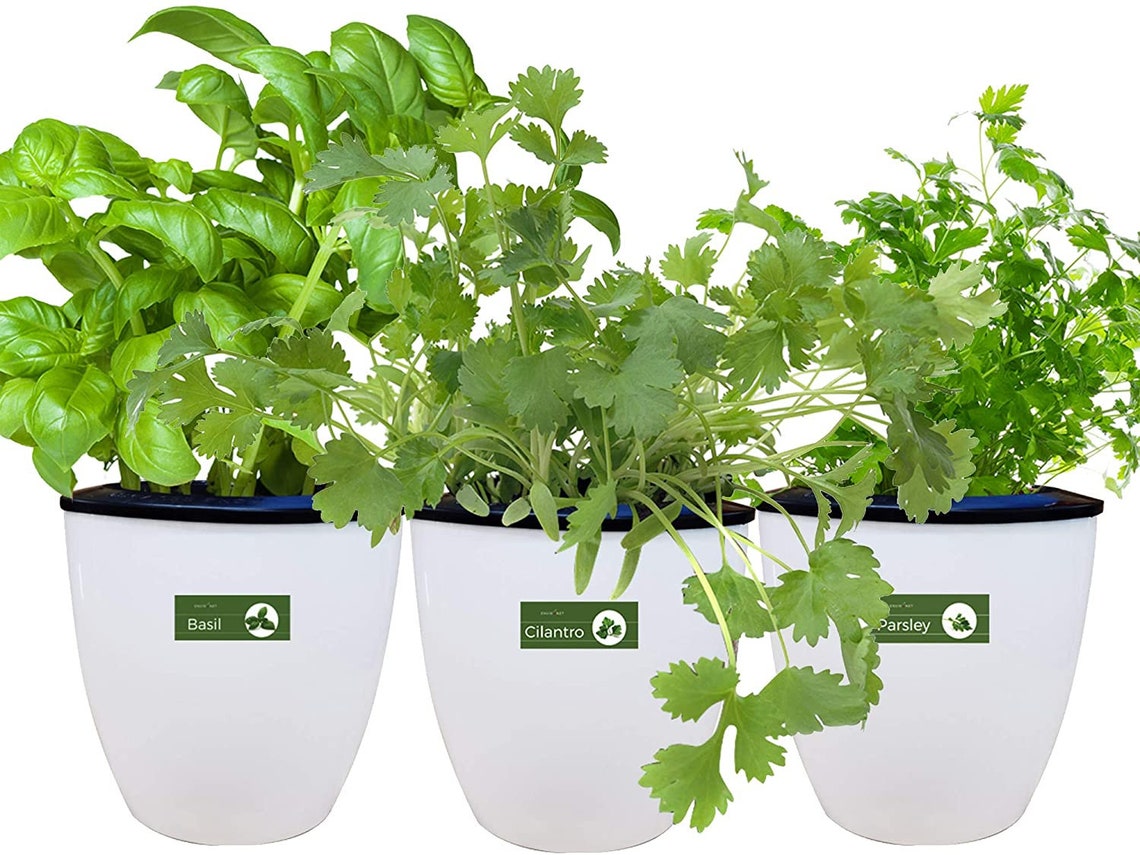 Self Watering Planter With Heirloom Herb Seeds and Coco