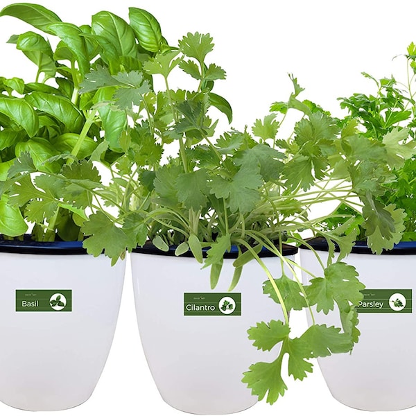 Herb Garden Planter Etsy