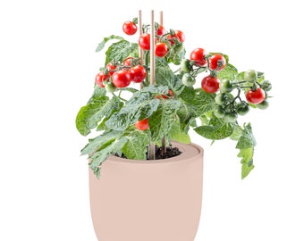 Hydroponic Tomato Growing Kit with Pink Ceramic Pot and Seeds