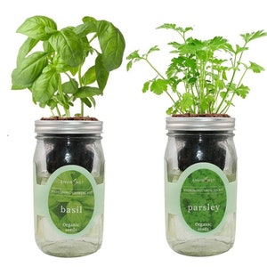 Organic Mason Jar Hydroponic Herb Kit (Basil, Parsley), Gardening Gift