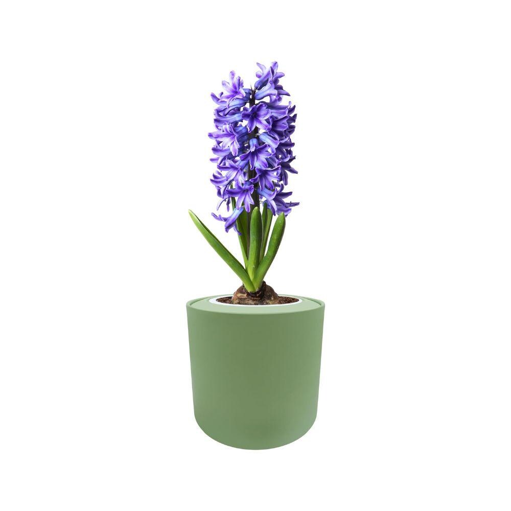 Hyacinth Bulbs Kit Indoor Planting (Delft Blue) Includes Green Ceramic Pot, Bulb and 3 Soil Wafers, Easy to Grow, Holiday Gift Kit