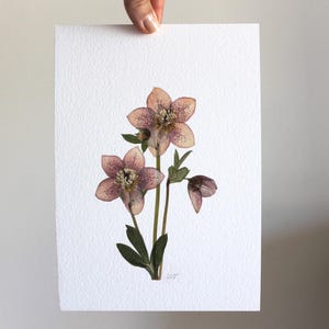 May include: A rectangular piece of white textured paper featuring a pressed flower arrangement with two open pale pink hellebore blossoms, a small closed bud, and green leaves. The botanical specimen is centred on the paper with a small signature.