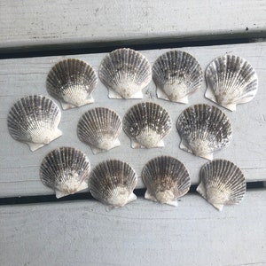 CROSSBODY 15Pcs Scallop Shells(3.1-4 Inch),Sea Shell for Crafts Decoration  Crafting，Beach White Large Small Bulk Seashells for Kids Crafting,Craft
