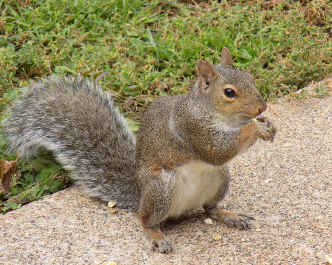 Squirrel Eating Popcorn Photography Print, Squirrel Print, Wildlife Print, Squirrel Decor, Funny