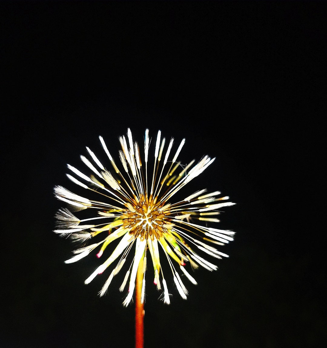 Make a Wish Flower Etsy