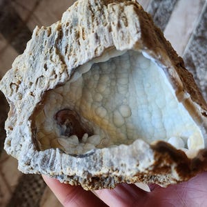 RARE TO FIND | Genuine Agatized White Coral Geode | Fossilized Coral | Ethically Sourced from the United States | Fossil Collection