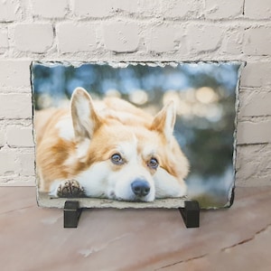 Könnte beinhalten: Rechteckiges Schieferfoto mit einem Pembroke Welsh Corgi-Hund. Der Hund hat ein weißes und orangefarbenes Fell und ruht seinen Kopf auf seinen Pfoten. Der Schiefer wird von einem schwarzen Metallständer getragen.