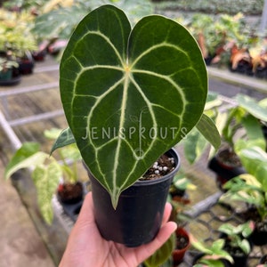Anthurium Clarinervium Pot 4”. Stunning, heart-shaped leaves with prominent veins - Indoor Plants -  Houseplant - Tropical Foliage