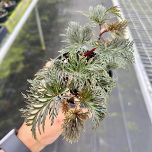 Begonia Pinnatifida Pot 4”. Unique, feathery leaves with a delicate appearance - Indoor Plants -  Houseplant - Tropical Foliage